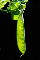 Pisum sativum - Mangetout Pea Reuzensuiker. Snap pea against dark background