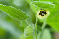Physalis peruviana - Cape gooseberry flower and papery calyx 