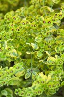 Euphorbia x martini 'Ascot Rainbow'