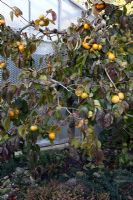 Diospyros kaki with fruits in front of hothouse