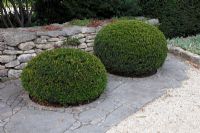 Taxus baccata - Yew topiary within flagstone surface