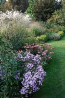 Autumn garden with Miscanthus sinensis 'Undine', Sedum 'Matrona' and Aster