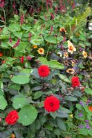 Dahlias, Persicaria - Dorothy Clive Garden, September