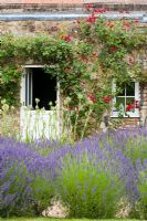 View across lavender beds to the house with red rose trained on house wall, The Round House