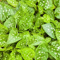 Pulmonaria - Lugwort herbaceous perennial 