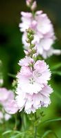 Sidalcea Elsie Heugh tall upright herbaceous perennial 