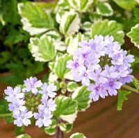 Plectranthus forsteri 'Marginatus' with pale lilac Verbena planted in container, August