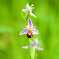 Ophrys Apifera - Bee Orchid 