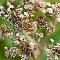 Heracleum mantegazzianum - Giant Hogweed seedheads 