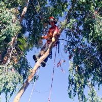 Tree Surgeon working on dismantliing a mature Eucalyptus tree at High Meadow Cannock Chase, England, UK
