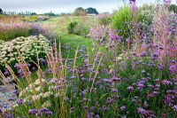 Winding grass path through borders of Verbena bonariensis and grasses, The Oast House, Sussex