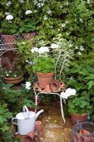 White Geranium in pot on vintage chair in 'white' garden