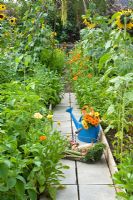 Blue watering can with Marigolds on path in vegetable garden