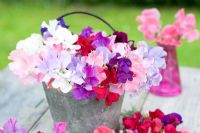 Lathyrus odorata - Sweetpeas displayed in metal container
and small vases