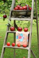 Malus 'Harry Baker' - Apples in trug on wooden step ladder with patchwork apron 