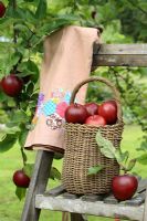Malus 'Harry Baker' - Apples in basket on wooden step ladder with patchwork apron