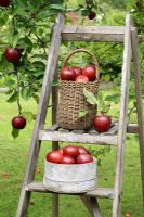 Malus 'Harry Baker' - Apples in basket and seive on wooden step ladder with patchwork apron 
