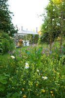 Trist house, fronted by a wild flower meadow and climbing Rosa, Trist, Cornwall 
 