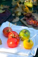 Newly harvested Tomatoes on napkin - The Cottage Smallholder, Suffolk, UK 
 