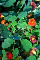 Tropaeolum - Nasturtium grown for flowers and seeds, which Fiona pickles - The Cottage Smallholder, Suffolk, UK 
 