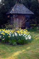 Old wooden summerhouse with Narcissus - Daffodil drifts - Mill House, Wylye Valley, Wiltshire