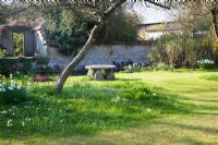 Spring garden enclosed by cob wall with Narcissus - Daffodil drifts and old mill stone used as table - Mill House, Wylye Valley, Wiltshire
