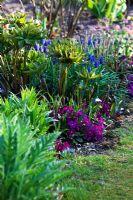 Primula and Muscari in spring border - The Mill House, Wylye Valley, Wiltshire