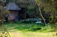 Old wooden summerhouse with Narcissus - Daffodil drifts on lawn - Mill House, Wylye Valley, Wiltshire
