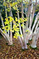 Betula ermanii 'Grayswood Hill' - Birches