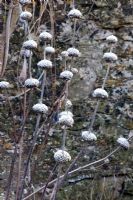Phlomis seed heads stand out against the old Cotswold wall - Cantax House, Lacock, Wiltshire UK 
 
