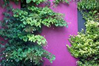 Hydrangea petiolaris - climbing Hydrangea on bright pink wall - Beechwell House, Bristol 
 