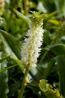 Eucomis autumnalis , syn. E. zambesiaca - Pineapple Lily
