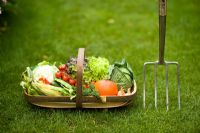 wooden trug of autumn vegetables with a stainless steel garden fork 
