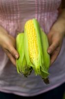 womans hands holding sweetcorn showing the kernels