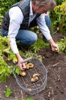 Man harvesting potatoes (var. Lady Crystal)