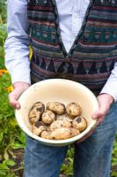 Man holding bowl of first early potatoes - var. 'Maris Bard'