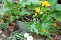 curcubita courgettes -  Zucchini 'Nano Verde di Milano' and 'Patisson Blanc' growing in tub with marigolds  