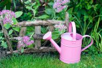 Sedum spectabile  with rustic plant support and pink watering can
