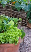 Vegetables and Lettuces growing in terracotta pot - 'My Very Local Veg Garden' - Gold Medal Winner, RHS Malvern Spring Gardening Show 2011