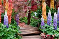 Wooden walk way bordered by colourful Lupinus - Lupins and Acers -  RHS Malvern Spring Gardening Show 2011