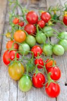 Tomatoes ripening on greenhouse staging, Norfolk, UK, October