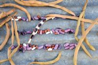 Saving seed - various Bean seeds and ripe pods on corrugated iron sheet, UK, October