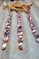 Saving seed - various Bean seeds and ripe pods on corrugated iron sheet, UK, October
