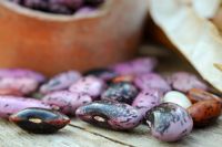 Saving seed, runner bean seed in teracotta pot