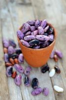 Saving seed - Runner Bean seeds in teracotta pot, UK, October