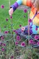 Woman supporting Ornamental Alliums with plastic hoops and canes