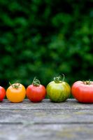 Mixed varieties and colours of tomatoes in row 'Marmande' 'Golden Sunrise' 'Green Zebra' 'Tigerella'