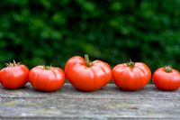 Red Tomatoes var. 'Marmande' in row
