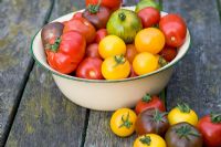 Mixed varieties of tomatoes in enamel bowl and on table 'Marmande' 'Green Zebra' 'Red Zebra' 'Golden Sunrise''Black Russian' 'Tigerella'