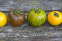 Mixed varieties and colours of tomatoes in row 'Golden Sunrise', 'Green Zebra','Black Russian'